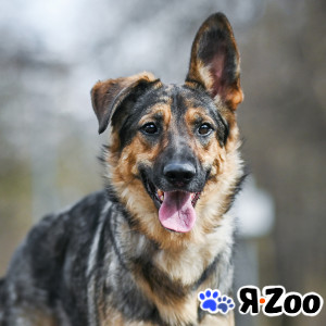 Майки- друг, компаньон и член семьи в Талдоме