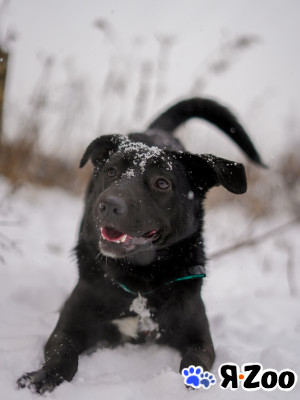 В поисках дома обаятельная Оливка в Королеве