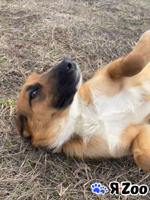 В поисках дома Шайн в Королеве