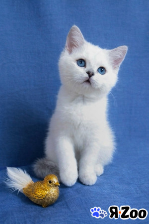 Скоттиш страйт девочка с голубыми глазами SFS 71 ns1133 в Миассе 35 000 руб.