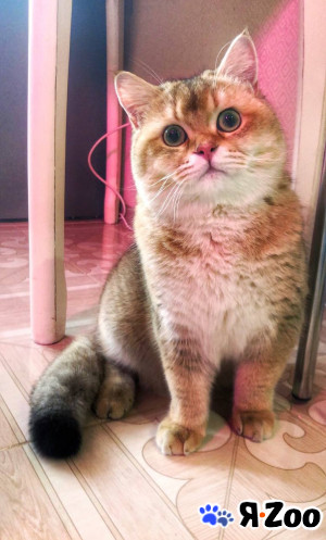 Вязка британского кота в Москве 500 руб.