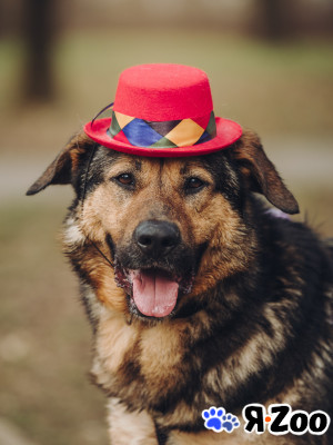 Рекс - джентельмен и красавей в Москве даром