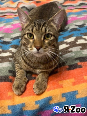 Котика хотят выбросить на улицу в Москве 100 руб.