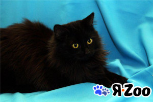 Глория ищет прошлых или новых хозяев в Москве даром