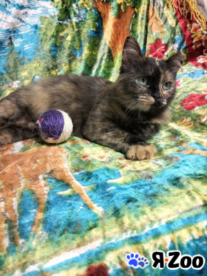 Черепашка Барабулька ищет дом в Дмитрове