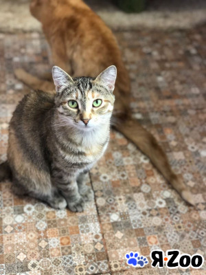 Кошечка Веста ищет дом в Дмитрове