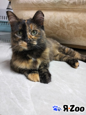 Барабулька ищет дом в Дмитрове даром