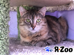 Кошечка Веста ищет дом в Дмитрове даром