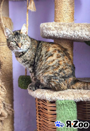 Молодая кошечка Соня в Дмитрове даром