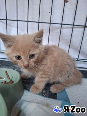 Котятам срочно нужен дом