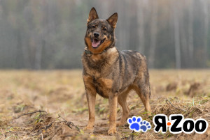 Альма — задорная собачка в Москве даром