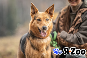 Эрика — замечательная собака в Москве даром