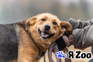 Лана — собака-душечка в Москве даром