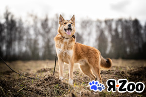 Рико — пёс, созданный для людей в Москве даром