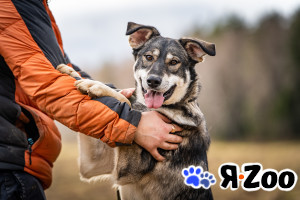 Кайя — собака, полная радости в Москве