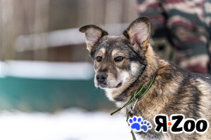 Хэппи — милашка, излучающая свет в Москве даром