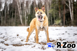 Хорт — серьёзный парень в Москве даром