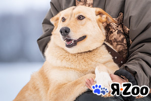 Линдси — ладная собачка в Москве даром