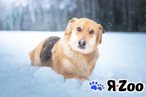 Рэй — резвый пёсик в Москве даром