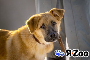 Реджи — шаловливый пёсик в Москве