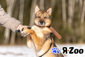 Кейси — трогательная собачка в Москве