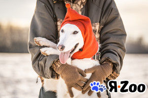 Ванда — энергичная собачка в Москве