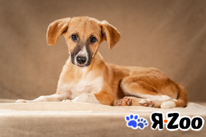 Нимфа — сама скромность и доброта в Москве