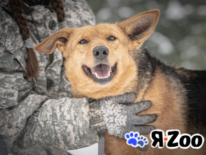 Санни — солнечная собачка в Москве даром