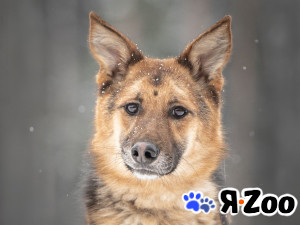 Фундук — ласковый добряк, который ищет свою семью в Москве