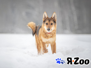 Миндаль — милая карамельная очаровашка в Москве