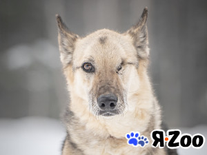 Грей — статный пёс с нордическим характером в Москве даром