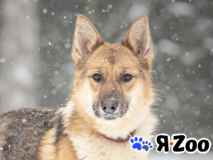 Кешью — трепетная девочка скучает в приюте в Москве