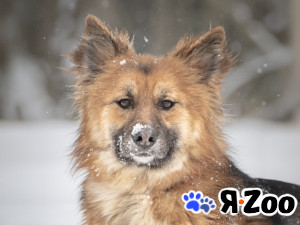 Фисташка — роскошная красавица в Москве