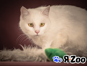 Кассиопея — изящная кошечка, точно фарфоровая статуэтка в Москве