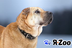 Зоя — самостоятельная собачка с большим сердцем в Москве