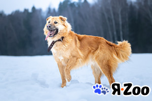 Дюшес — очень дружелюбный пёс в Москве