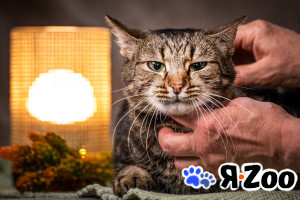 Мурка — своенравная кошечка для истинных ценителей в Москве даром
