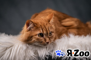Шуня — тихая кошечка даром
