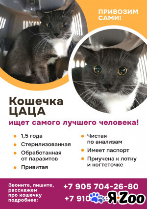 Кошечка Цаца ищет самого лучшего человека в Москве