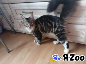 Мейн-кун в Санкт-Петербурге 55 000 руб.