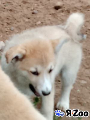 Щенки в дар в Талдоме договорная