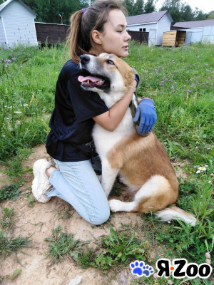 Белла и Васелиса ждут ЧЕЛОВЕКА в приюте "ВЕЛЕС" в Софрино