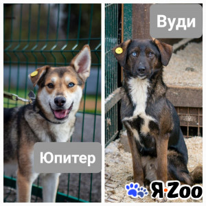 ЮПИТЕР и ВУДИ ждут ДРУЗЕЙ в приюте "ВЕЛЕС" в Софрино