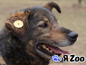 ДЖО ждёт своего ДОБРОГО ЧЕЛОВЕКА в Софрино