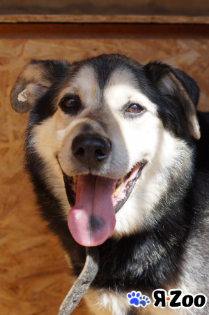 ВАТСОН ждёт ДОБРОГО ЧЕЛОВЕКА в Софрино