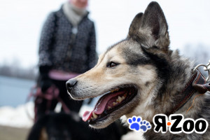 БРАТ ждёт ДОБРОГО ЧЕЛОВЕКА в Софрино