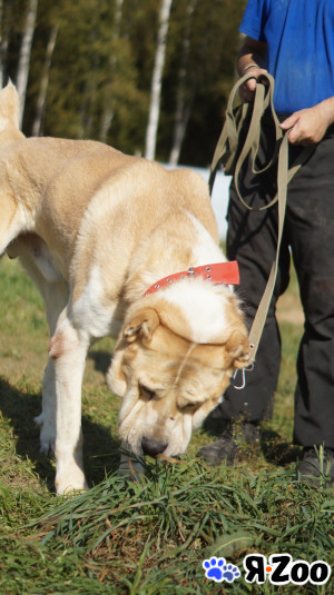 БАРХАН алабай в Софрино