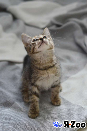 Любознательный котёнок Дымок в добрые руки в Москве даром