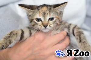 Игривая малышка Бусинка в добрые руки в Москве даром