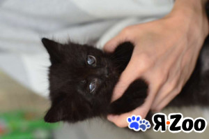 Спокойный котенок Космос в добрые руки в Москве даром